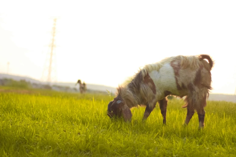 a large animal is standing and eating some grass