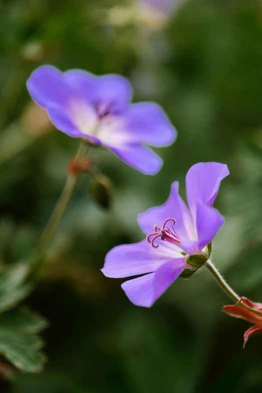 some purple flowers are in the middle of some green grass