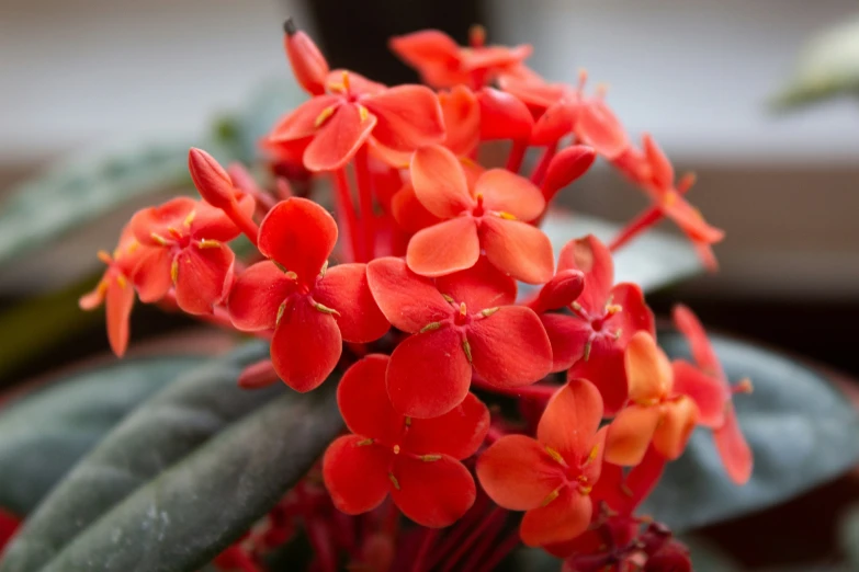 this is an image of red flowers in a pot