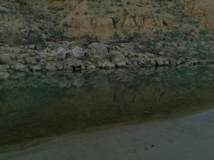 an animal standing next to a body of water