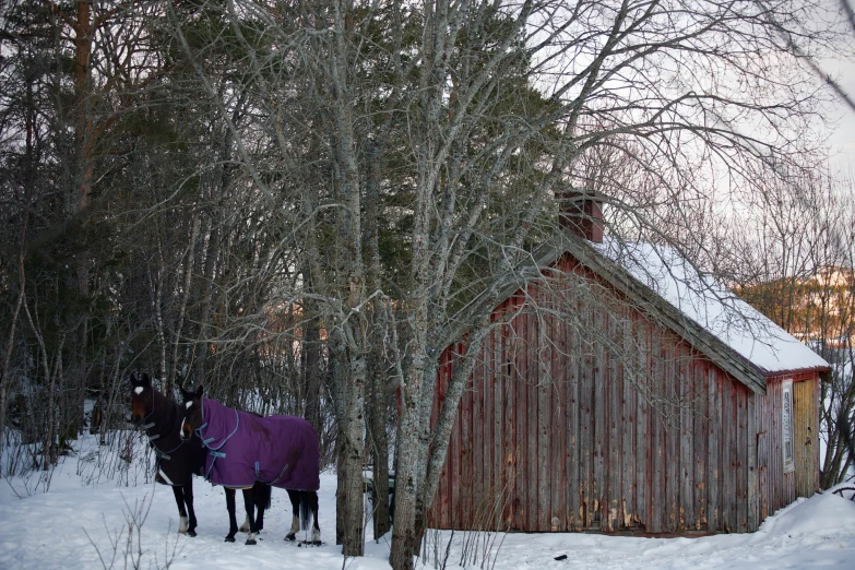 two horses standing in the snow in front of a building