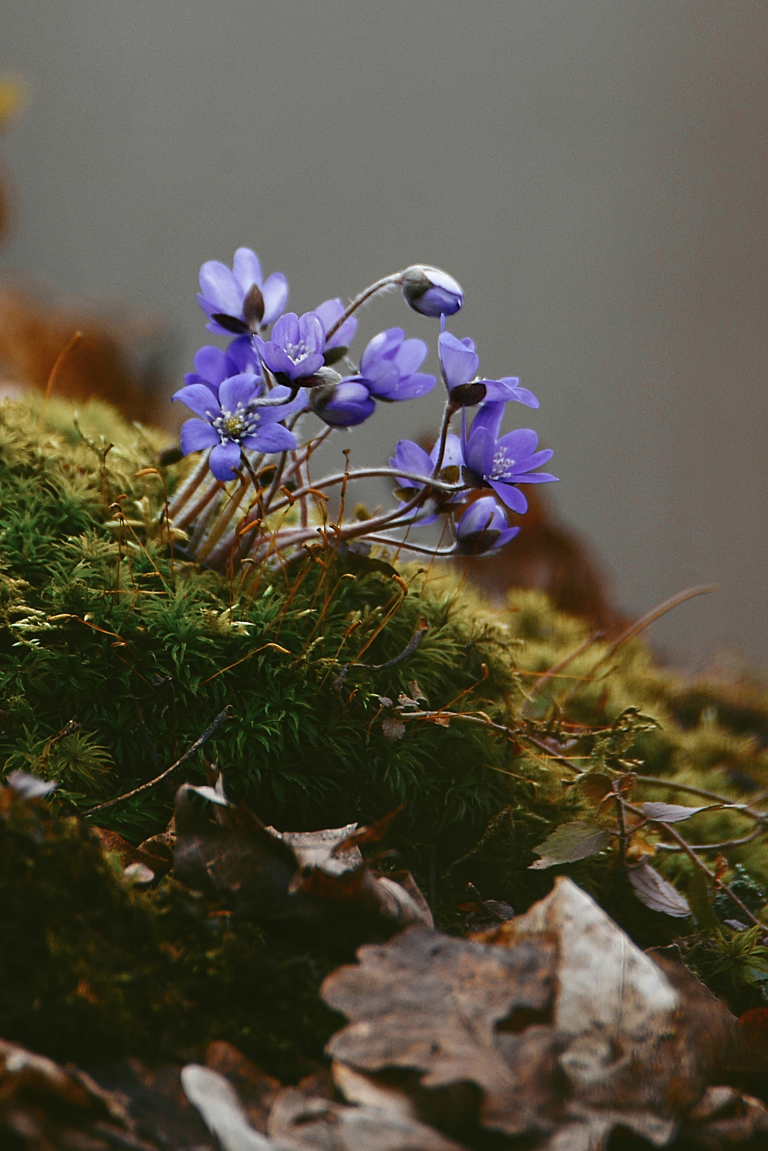 a small purple flower sitting on top of green moss