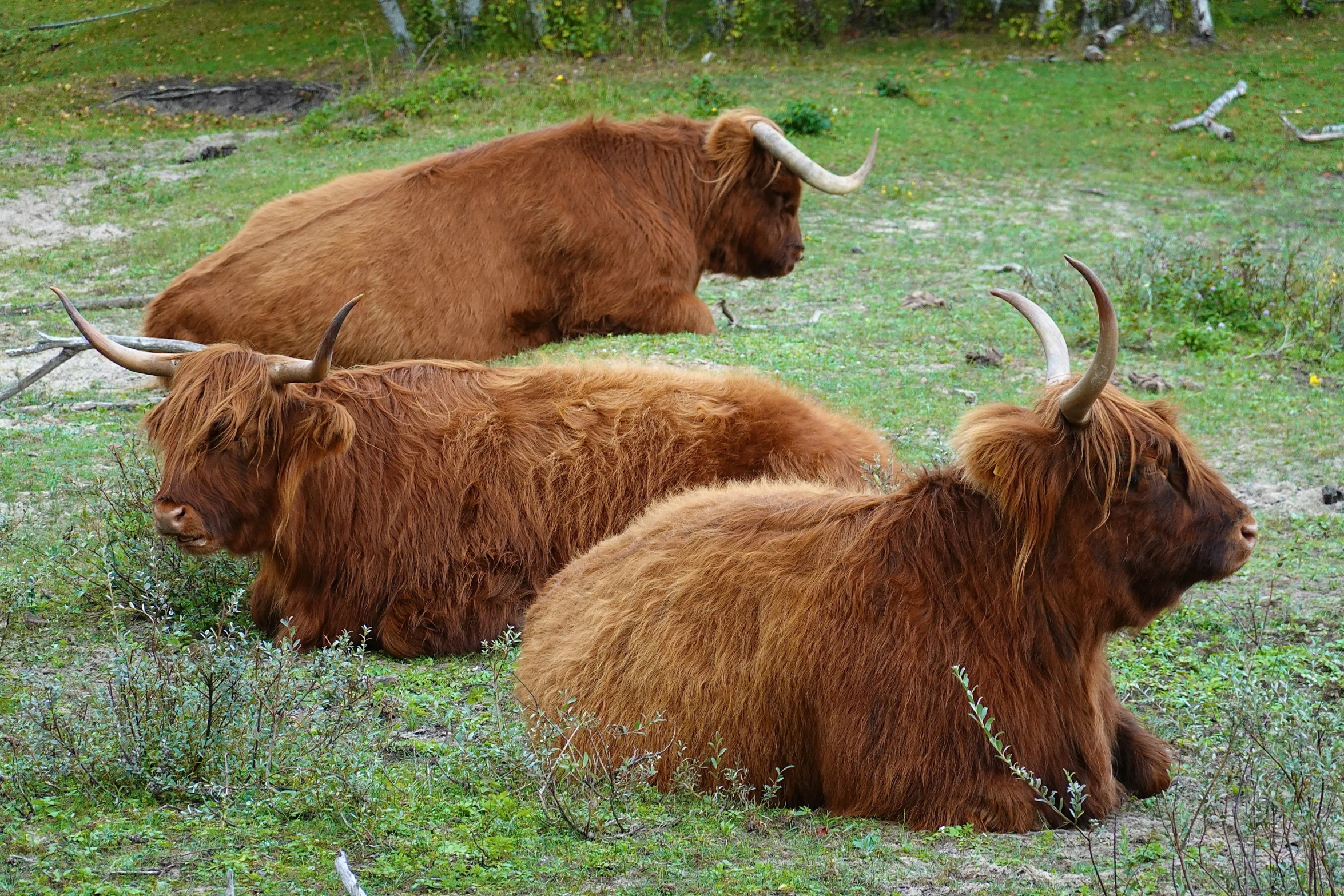 three highland steer are laying down in the field