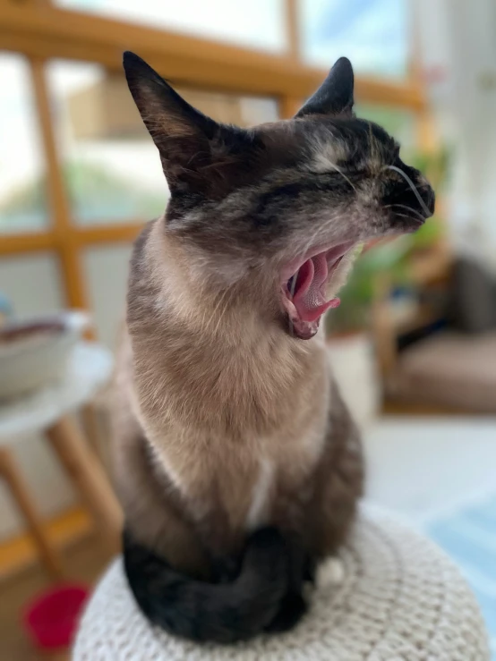 the black and white cat is yawning