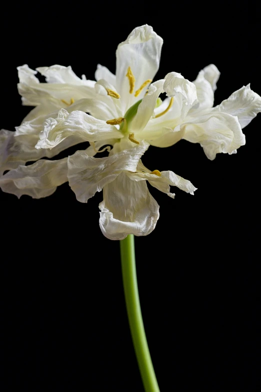 closeup of white flower blooming on stem with black background