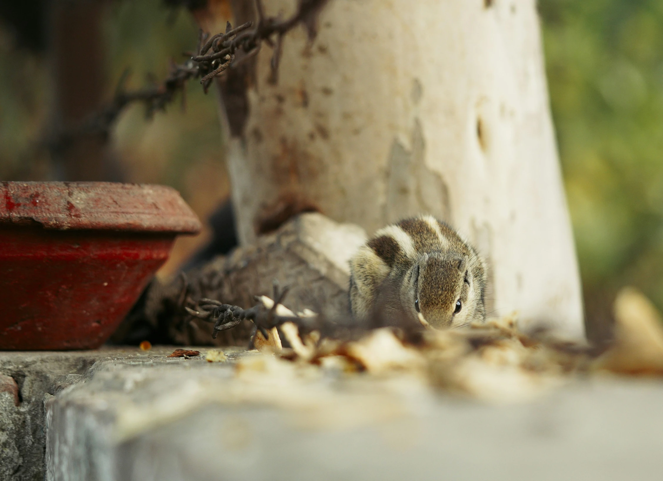 there is a squirrel sitting in the shade under a tree