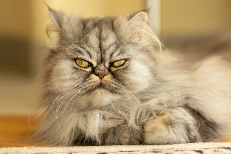 a fluffy cat sitting on the floor looking at the camera