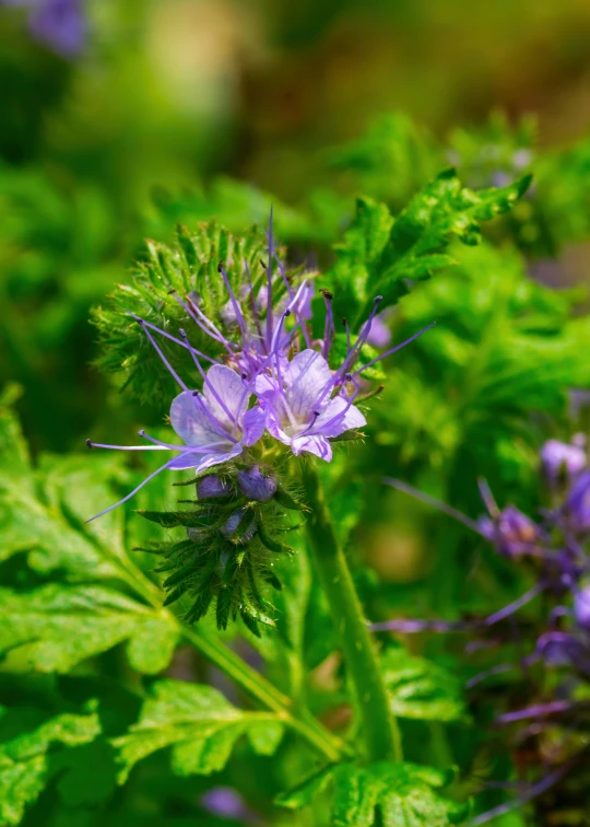 a purple flower growing in the middle of a green leaf covered forest