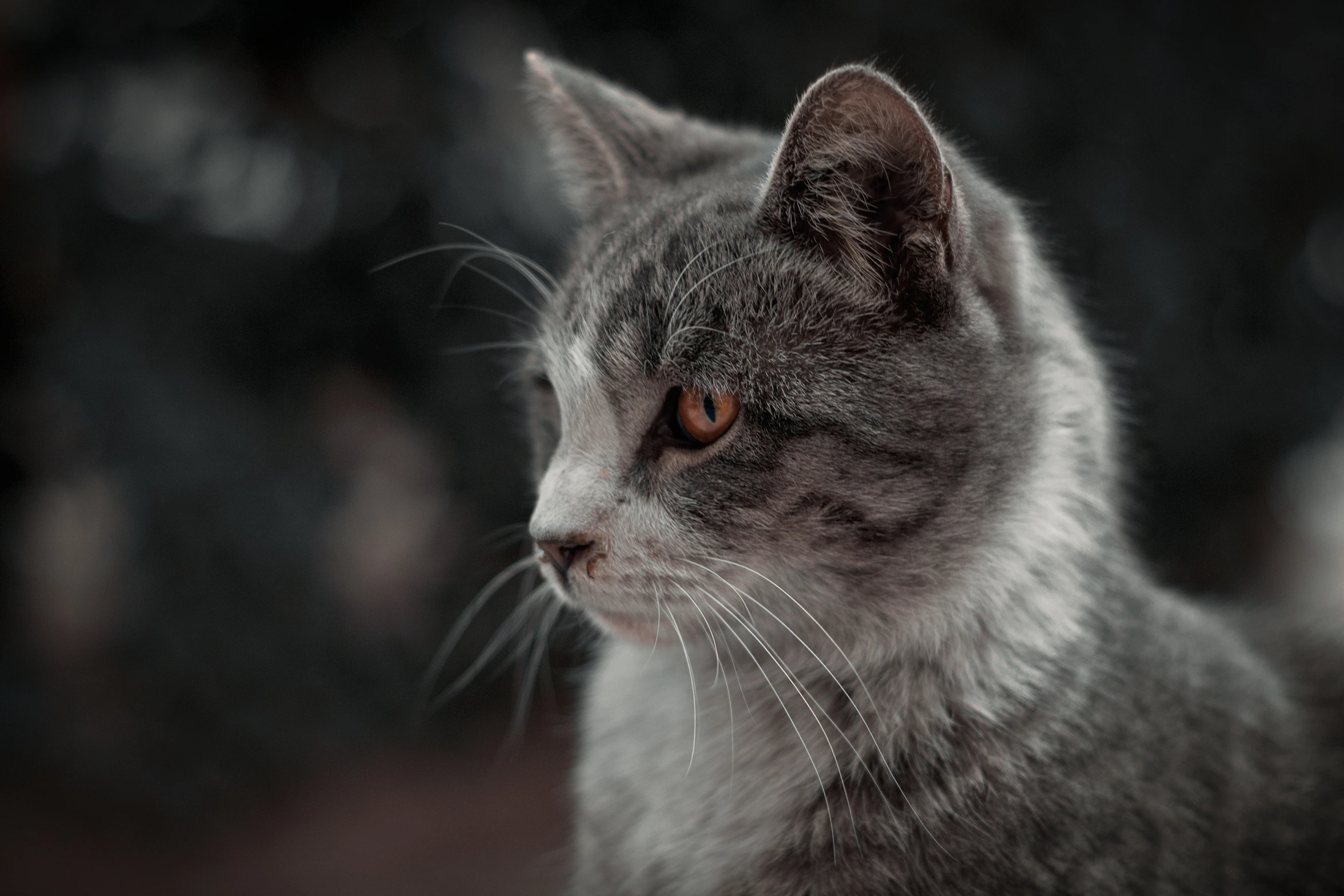 a gray and white cat looking intently into the distance