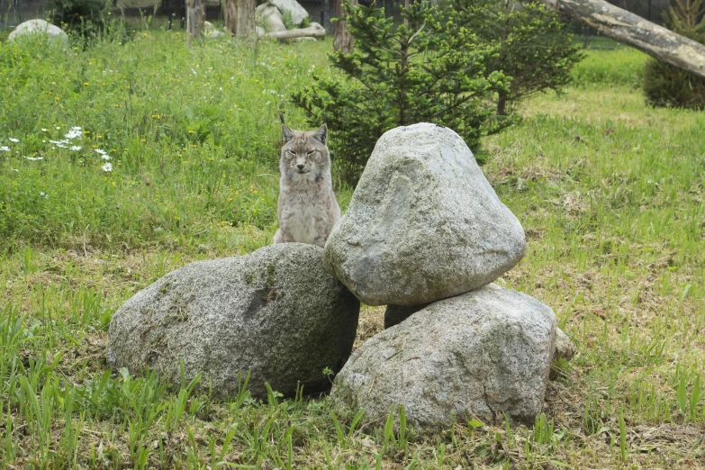 two rock formations that look like animals sitting on top of them