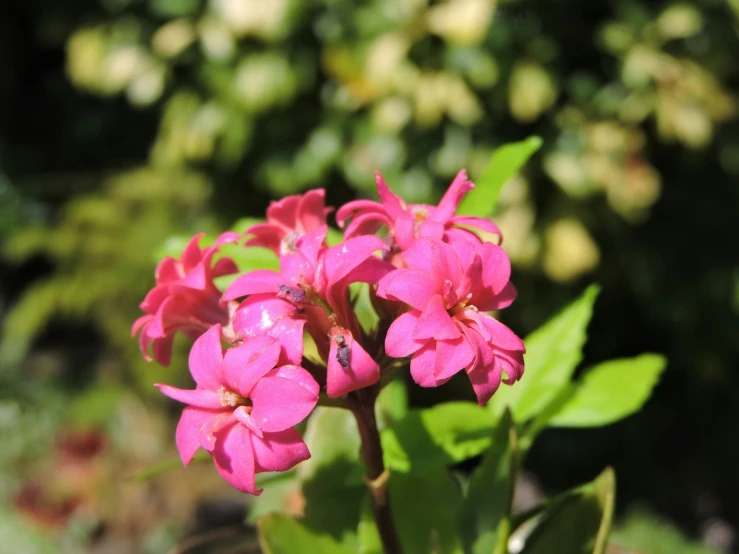 pink flowers and green leaves are seen in the sun