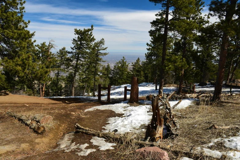 a forest with a dirt path and snowy ground