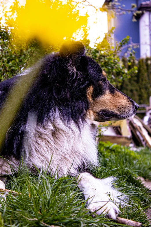 there is a black and white dog laying down on the grass