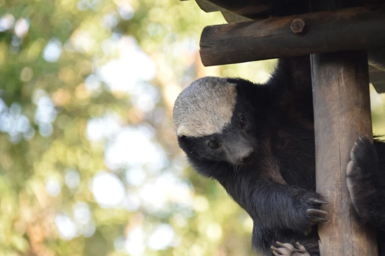 a bear climbing up on a tree stump