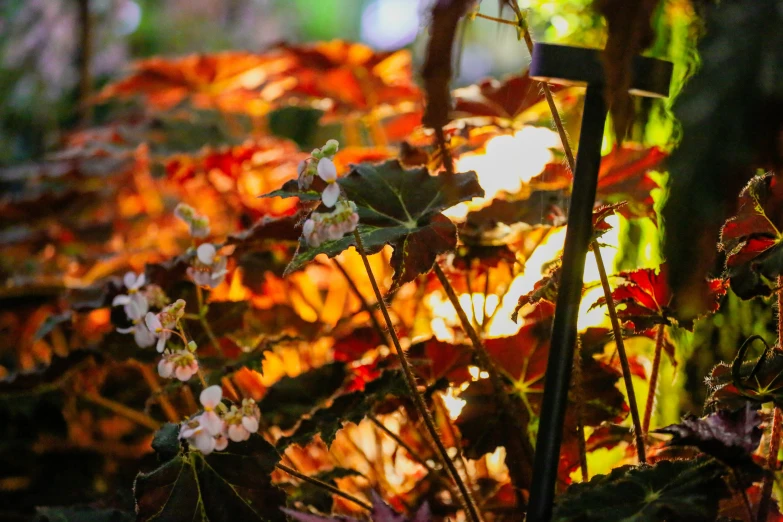 the ground in a bush is covered with colorful leaves