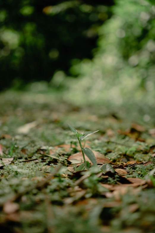 the small plant has sprouts growing in the middle of it