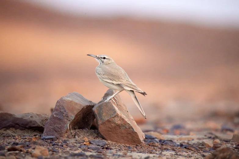 a bird perched on the rock and a little  in the ground