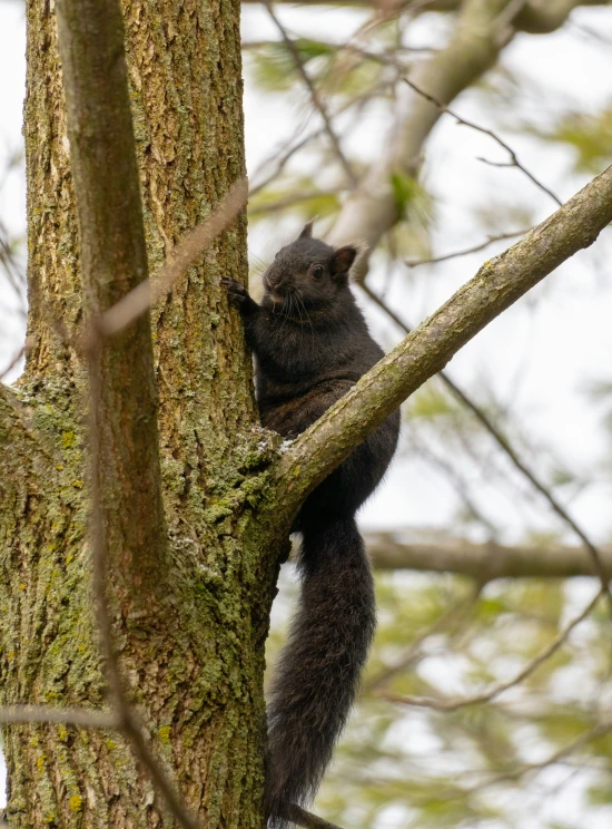 there is a black cat in the tree