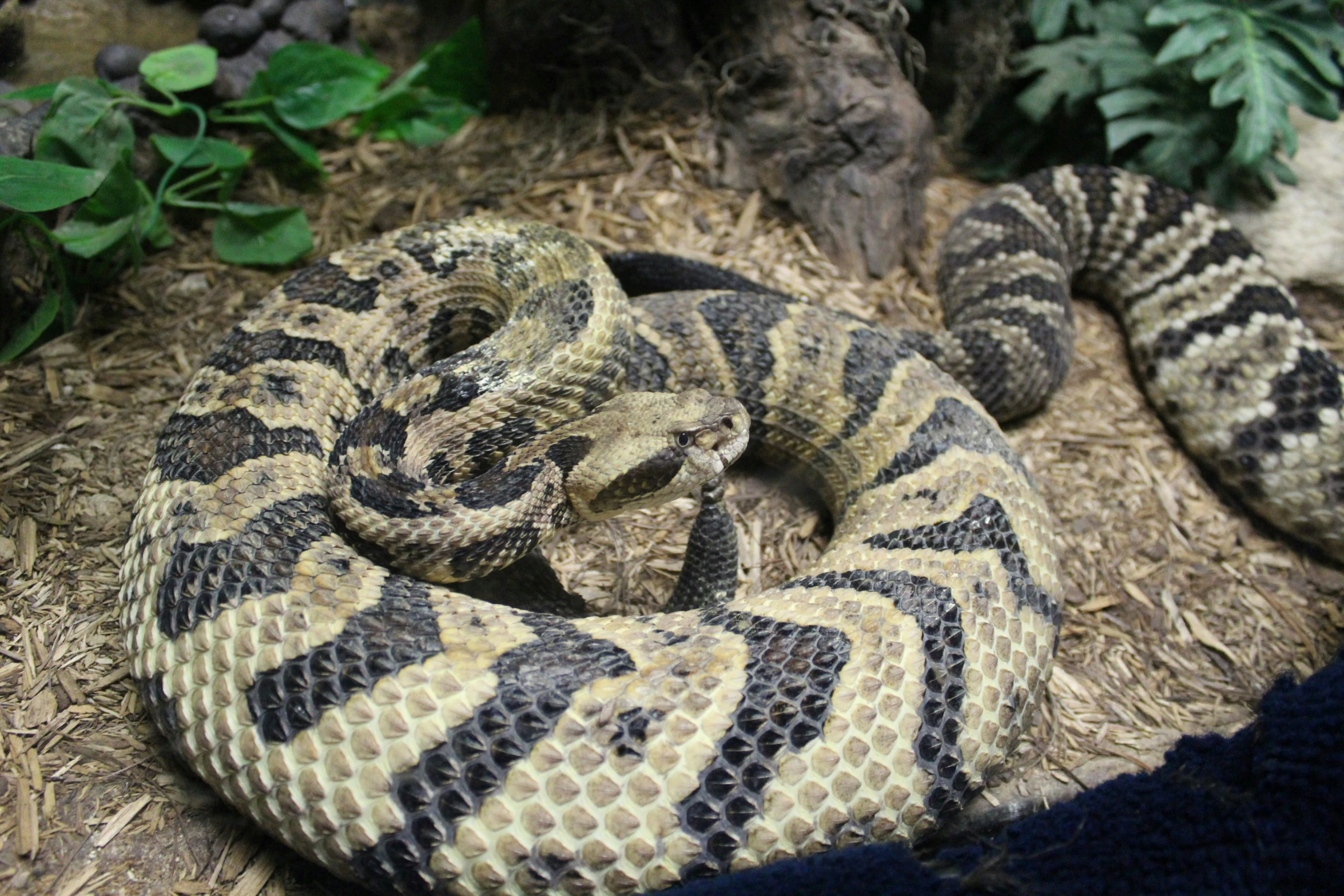 a ballerina snake curled up on a nch