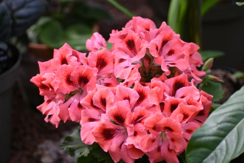 a close up of some pink flowers and plants