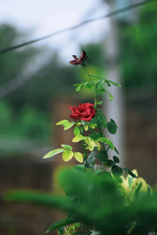 the red flower is on a vine with green leaves