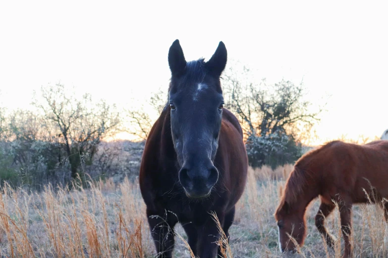 horses that are eating grass in the wild