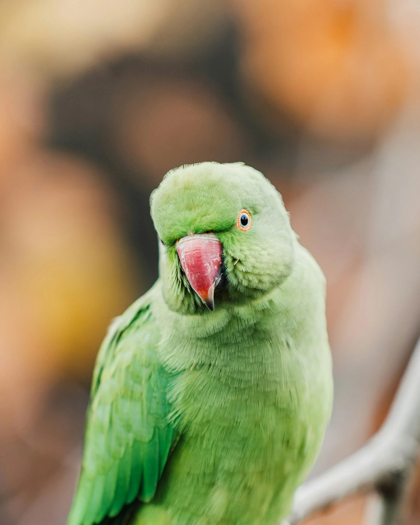 a green parrot sitting on a twig