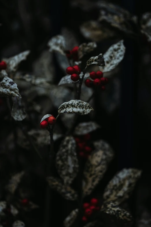 some red flowers in the middle of a plant