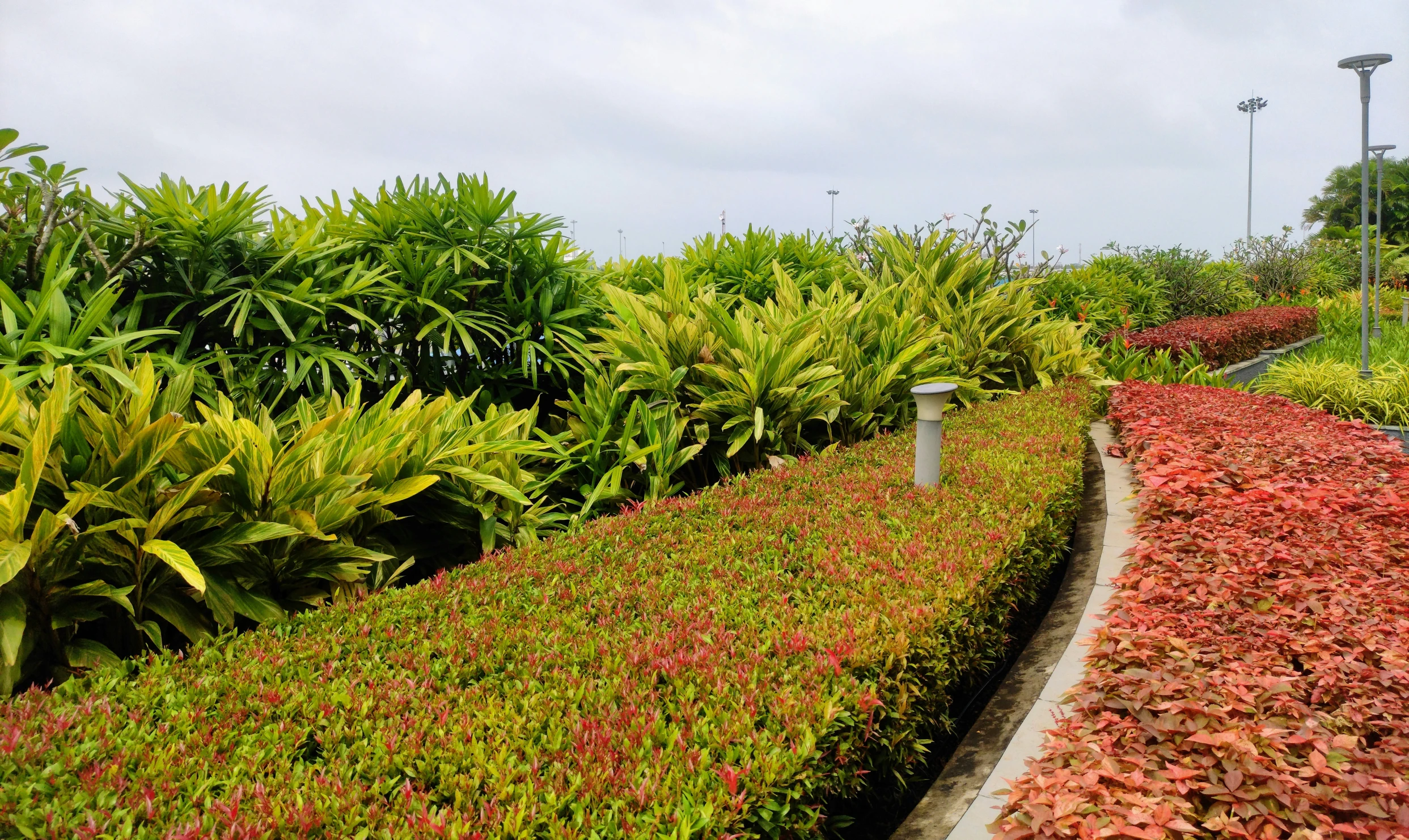 an assortment of plants on a hillside