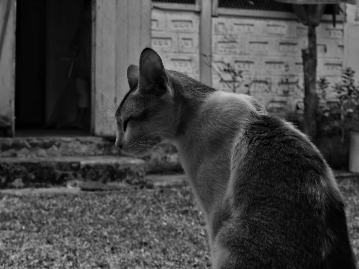 a cat sitting on the grass outside in front of a building