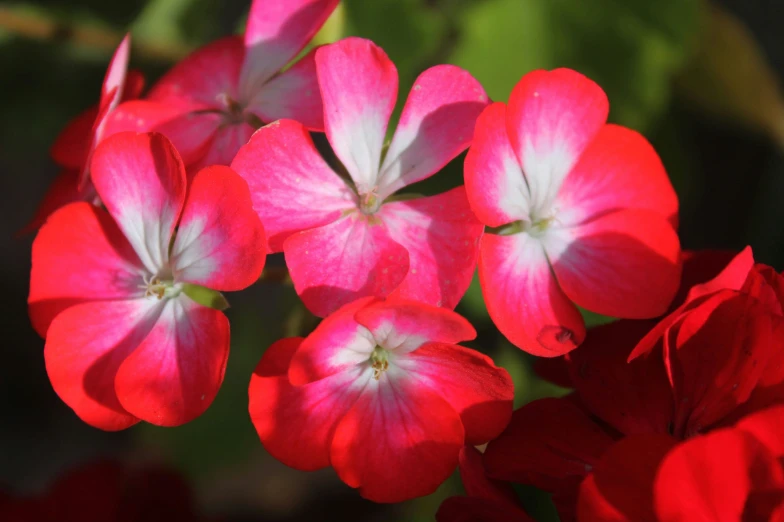 three red flowers with white center petals on a green background