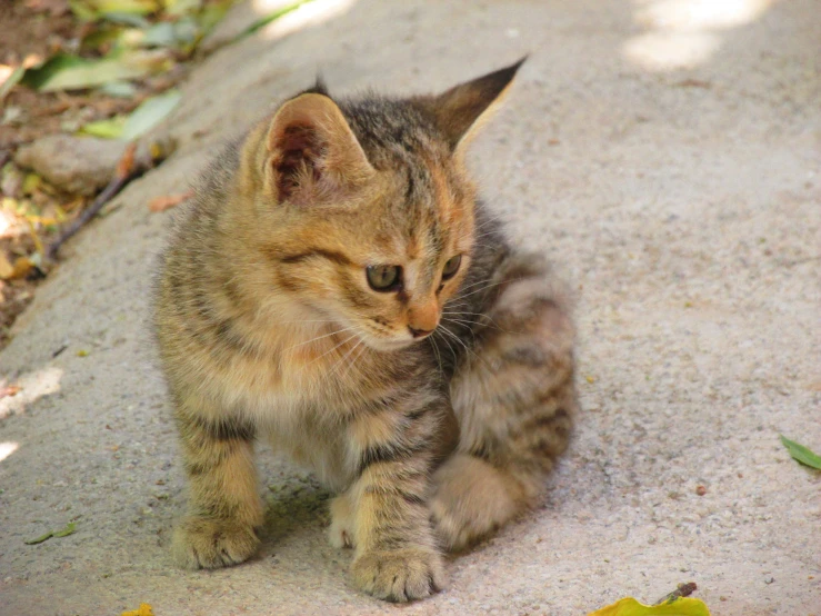 there is a little kitten that is sitting on the ground