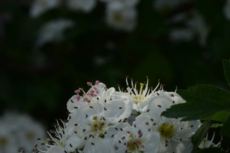 some white flowers with pink and yellow stamens