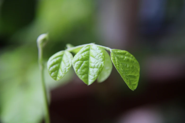 the underside of a leaf that is hanging down