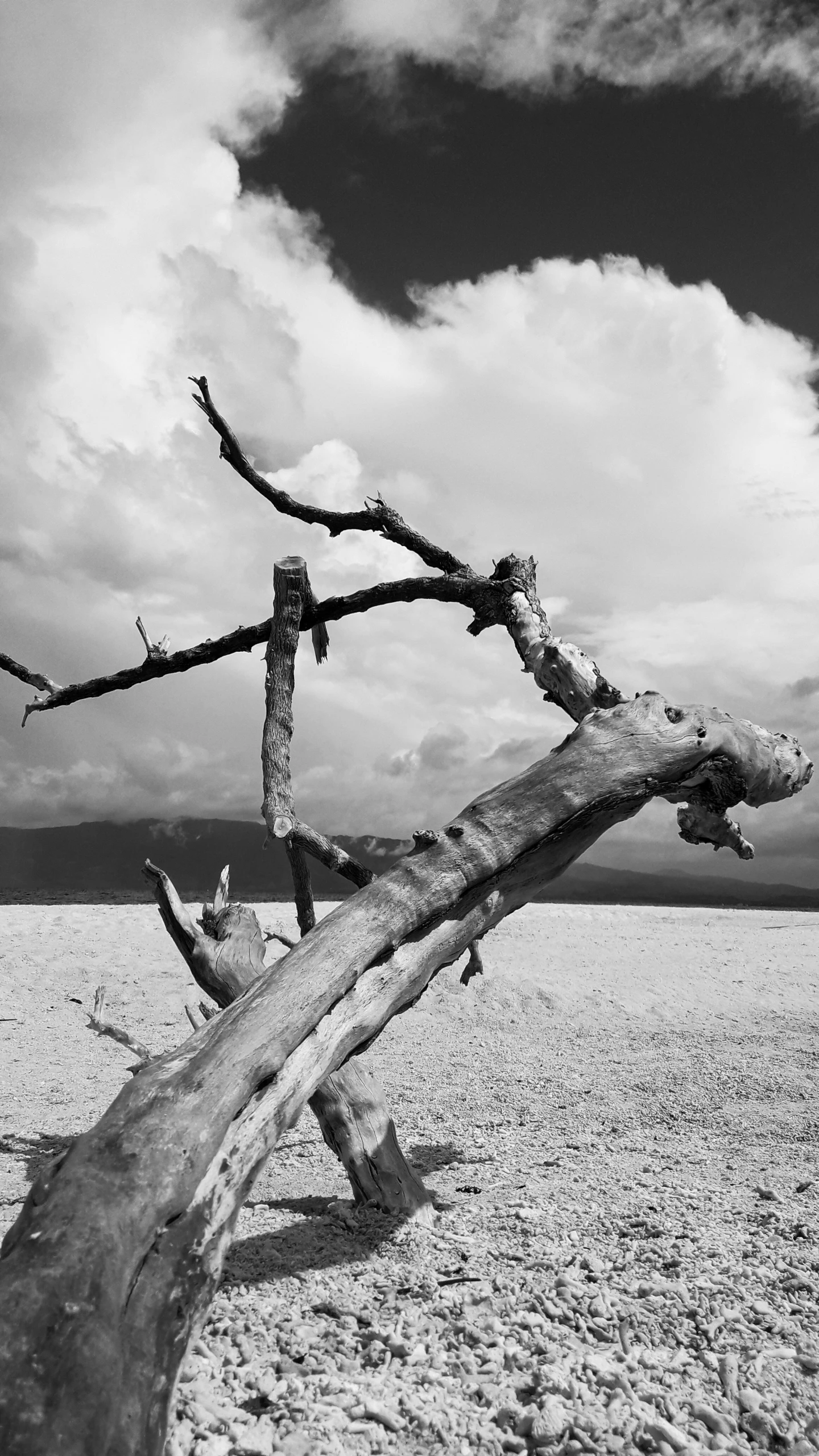 a black and white po of an uprooted tree trunk