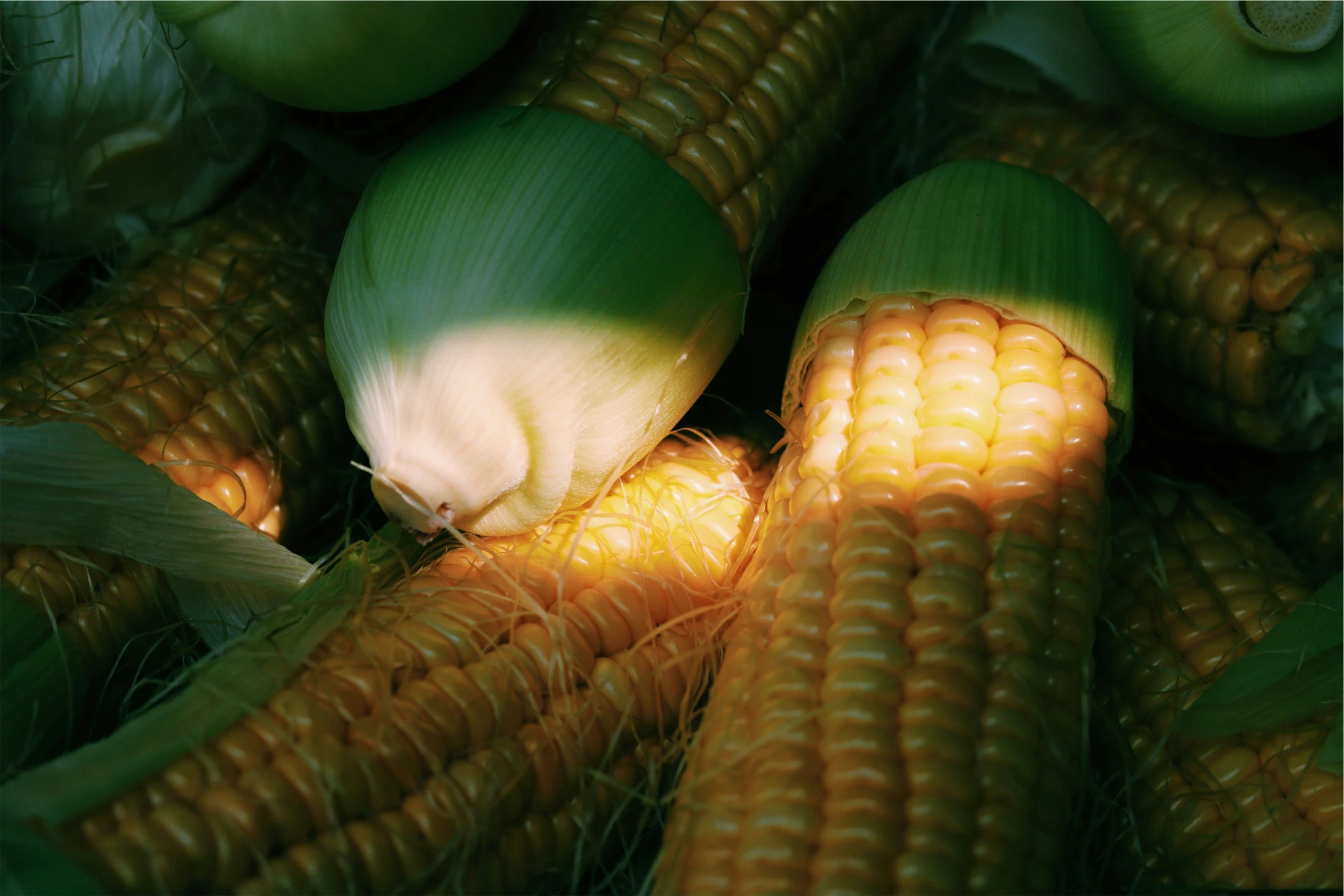 two corn cobs with the ends still on it