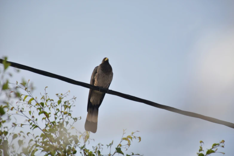 a bird is perched on top of an electric wire