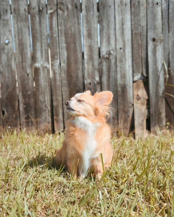 a small orange dog sitting on the grass