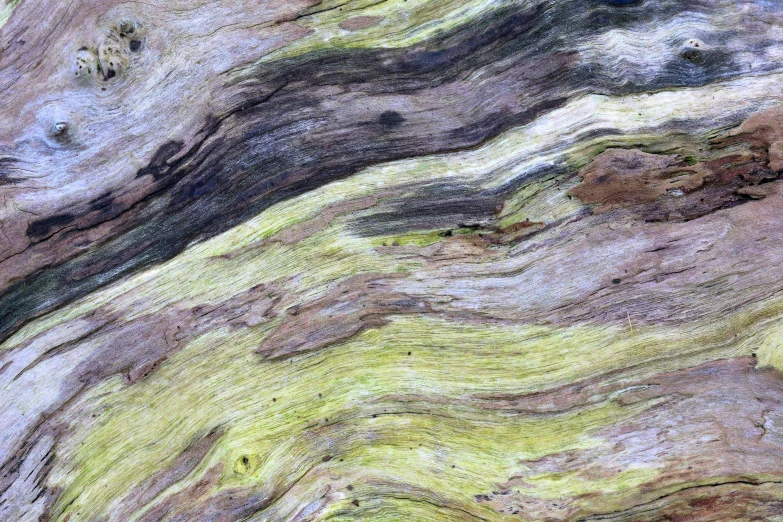 the bark is green, brown and black