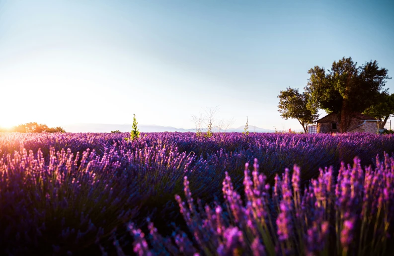 an image of purple flowers at sunrise