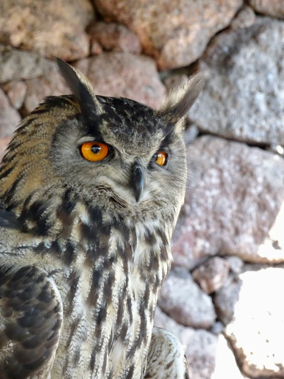 an owl is sitting on top of some rocks