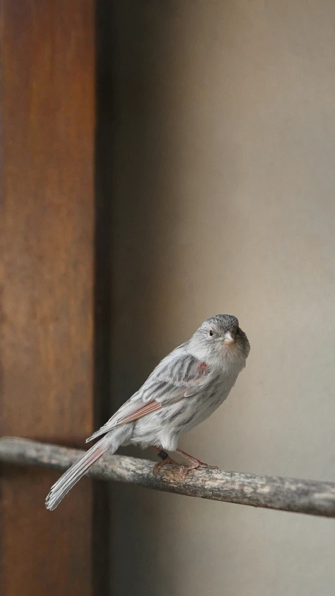 a small grey bird sitting on a fence bar