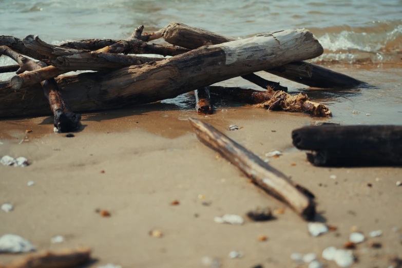 pile of drift wood on the sand at the ocean shore