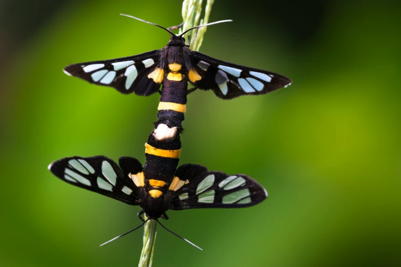 two erflies are flying over a plant stem