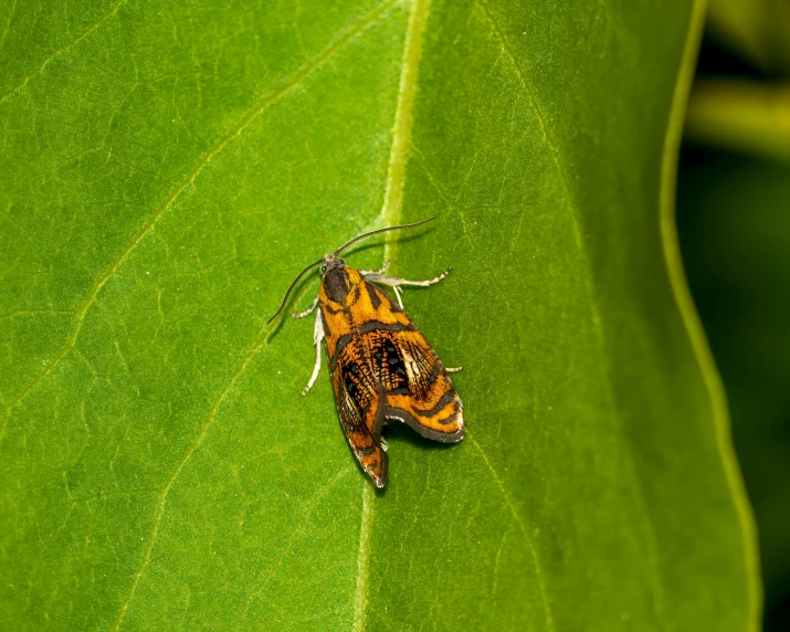 brown and white insect on green leaves