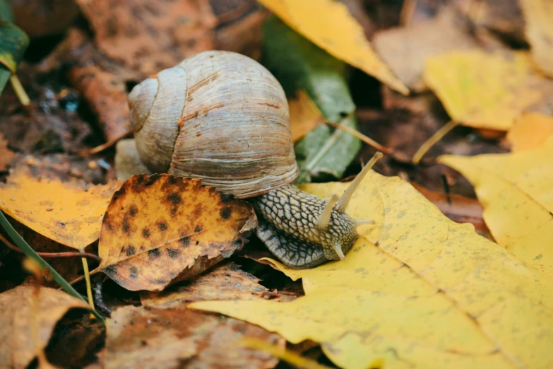 a snails shell is laying on top of the leaf litter