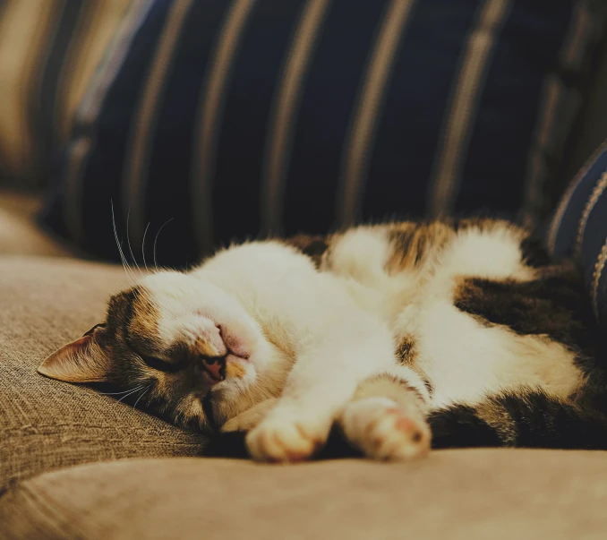 a cat is laying on a couch with its eyes closed