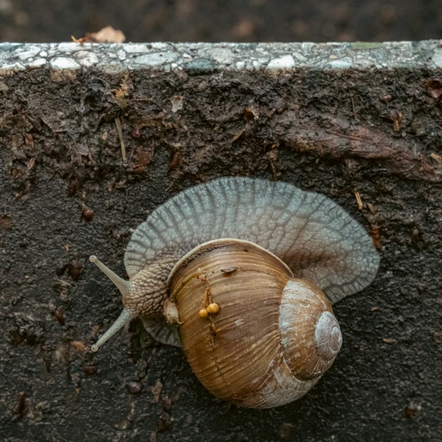 a snail laying on the side of a wall