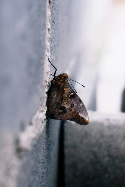 a small brown moth perched on the back of a car