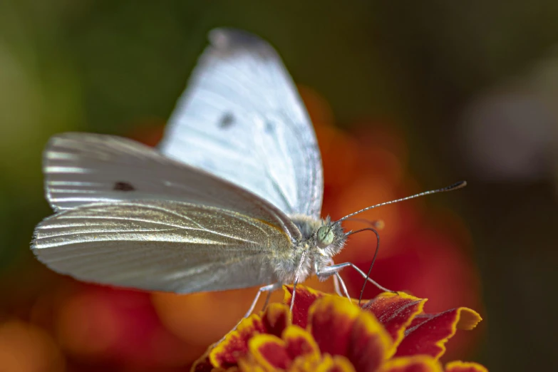 the small white erfly is on top of a flower